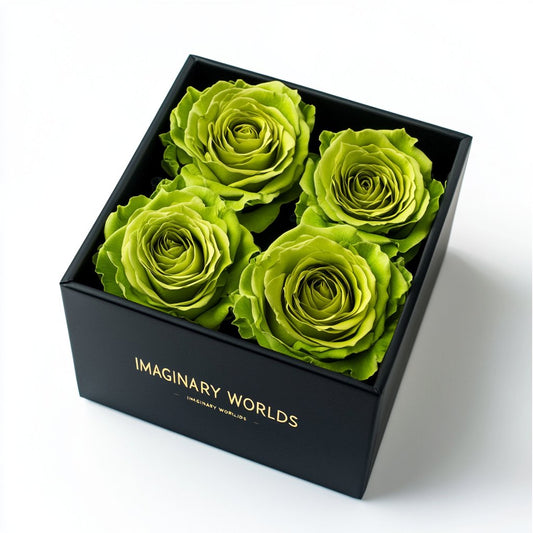 Chartreuse Preserved Roses in Modern Black Square Box - Imaginary Worlds