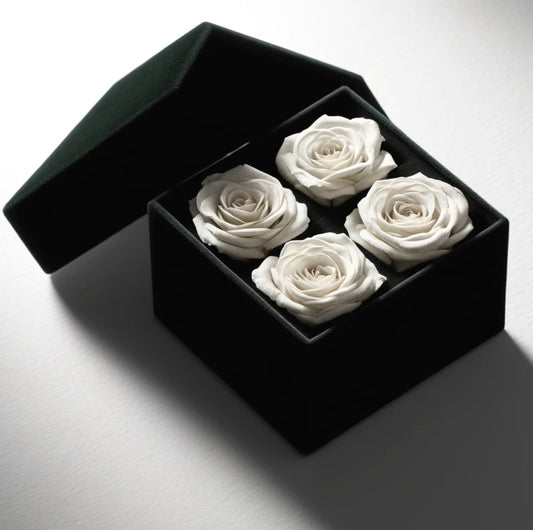 Quartet of White Forever Roses in Black Velvet Box - Imaginary Worlds