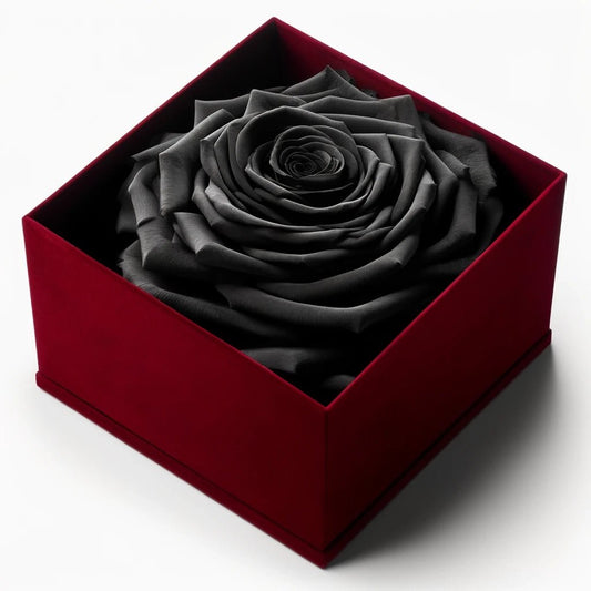 Single Black Rose Velvet Noir - Imaginary Worlds