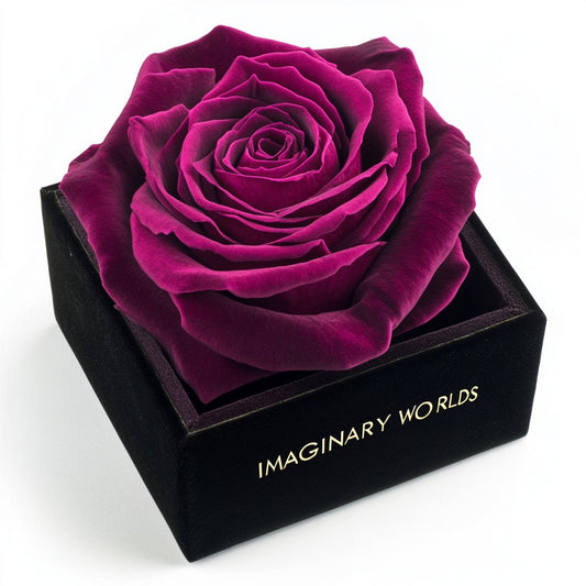 Single Magenta Rose Silk Box - Imaginary Worlds