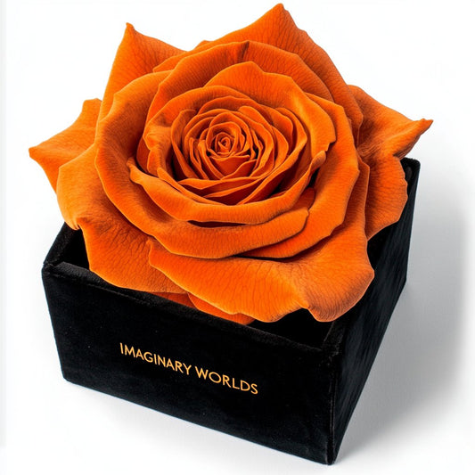 Single Orange Rose Silk Box - Imaginary Worlds