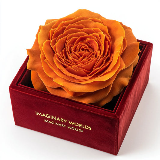 Single Orange Rose Velvet Radiance - Imaginary Worlds