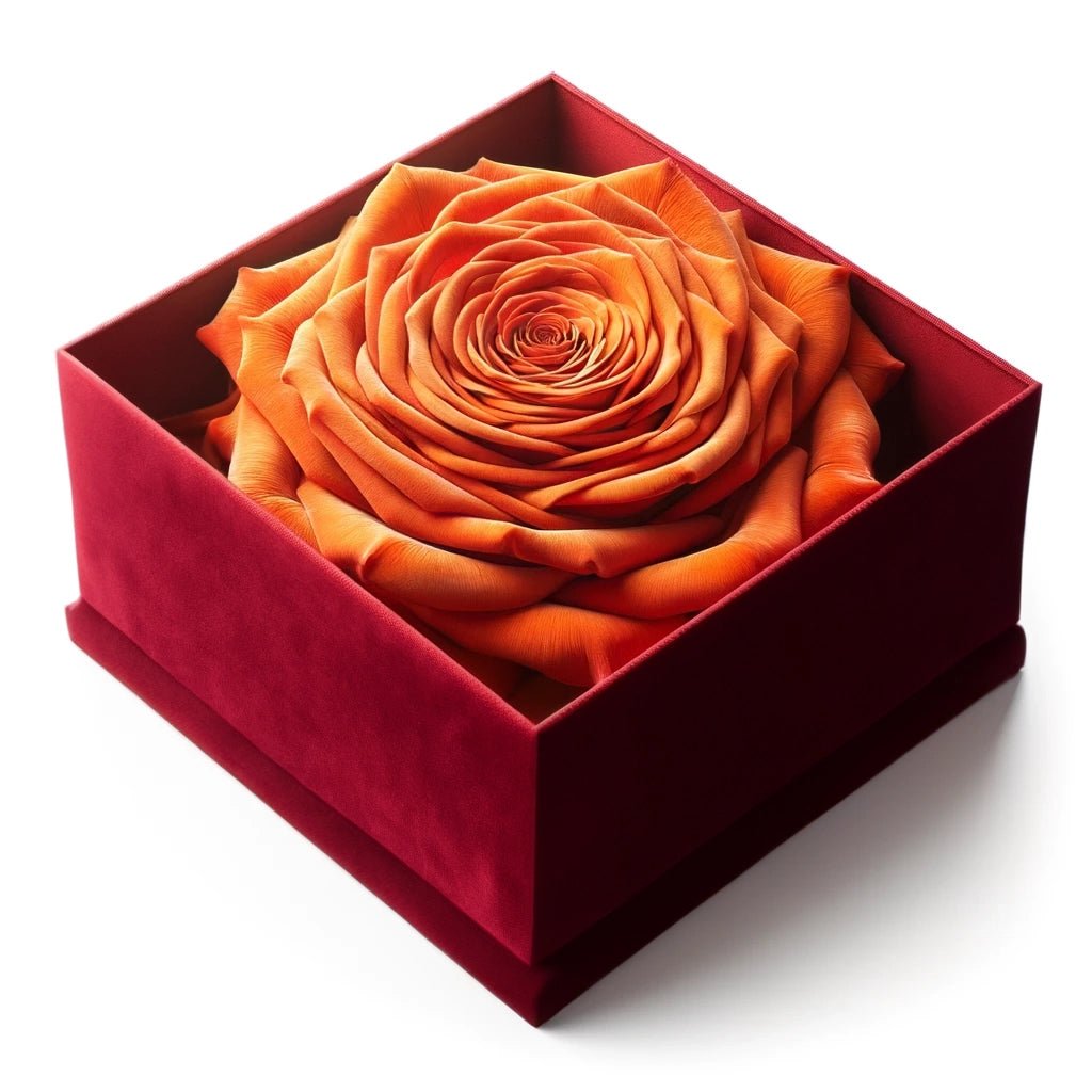 Single Orange Rose Velvet Radiance - Imaginary Worlds