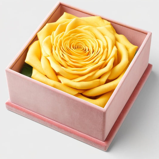 Single Pale Rose Barbie Box - Imaginary Worlds