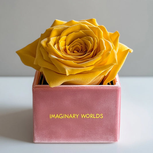 Single Pale Rose Barbie Box - Imaginary Worlds