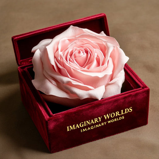 Single Pink Rose Velvet Serenity - Imaginary Worlds